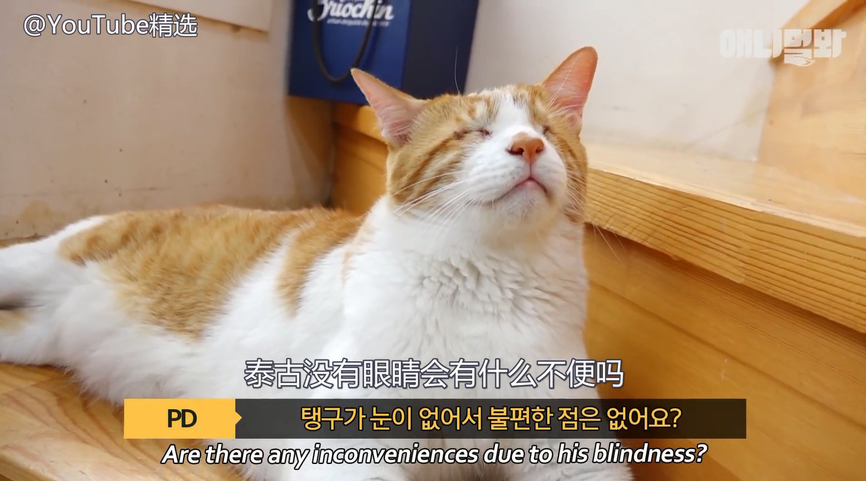 没有眼睛的猫咪, 一样可以拥有幸福生活